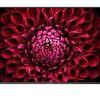 70" Sharp LED TV Display Rental
